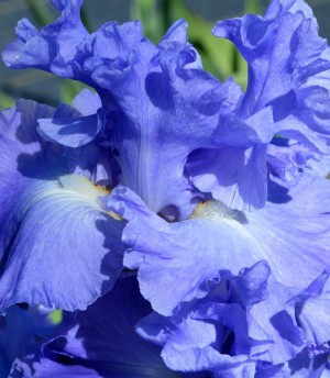 Metoleus Blue Bearded Iris